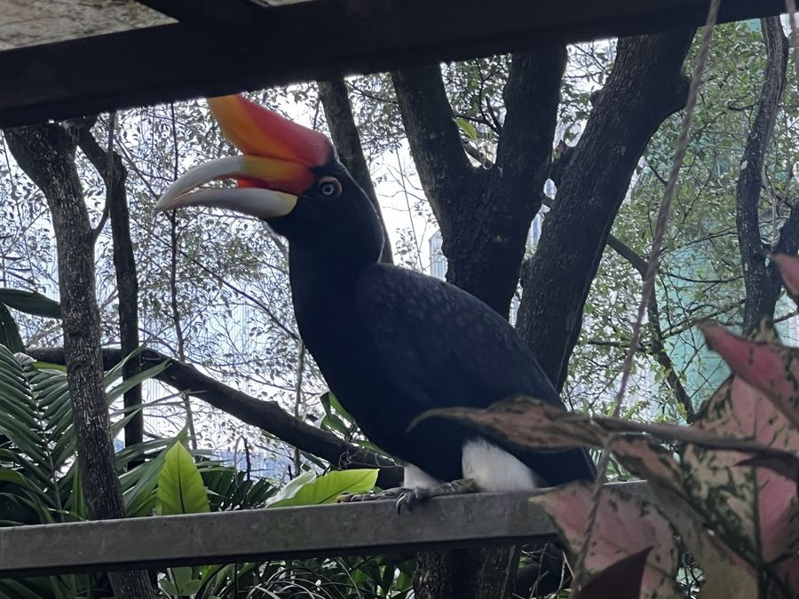 Hornbill